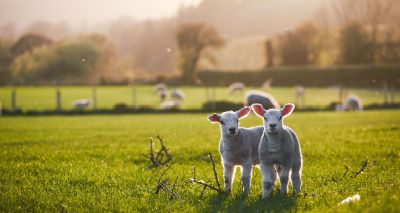 Sheep vets report strong iodine shortage