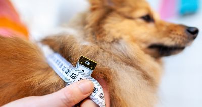 Fifth of owners worry dog has gained Christmas weight