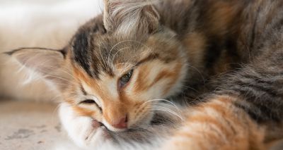 New insights into feline pancytopenia outbreak