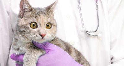 Study reveals insights into feline chronic kidney disease