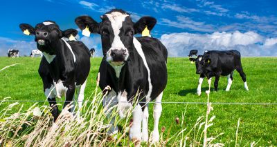 Sustainable Farming Incentive 'must do more for animals'