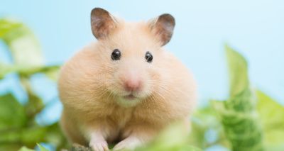 Hong Kong set to end ban on hamster imports