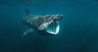 Volunteers sought to identify sharks in Wales