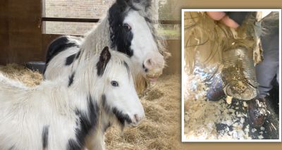 Foal discovered with tin cans attached to foot