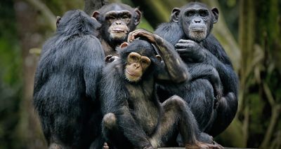 Humans understand apes’ body language