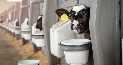 Milk restriction hinders calves’ intelligence
