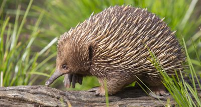 Echidna study reveals heat management techniques