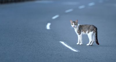 Charity's plea for new feline hit-and-run legislation