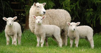 Farmers urged not to 'overreact' to rumen fluke figures