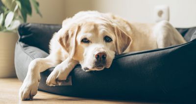 Charities urge Government to protect pet-owning renters