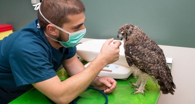 Free bird of prey crime course for vets