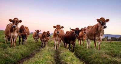 Botulism “most likely” cause of Jersey cattle deaths