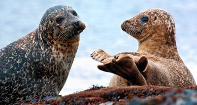 Avian flu confirmed in seals in Scotland