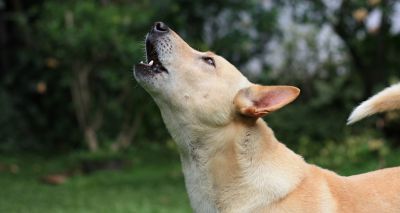 Dogs 'genetically closer' to wolves more likely to howl