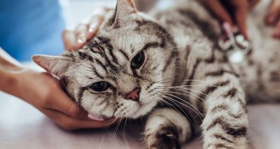 Study explores ionized hypercalcaemia in cats