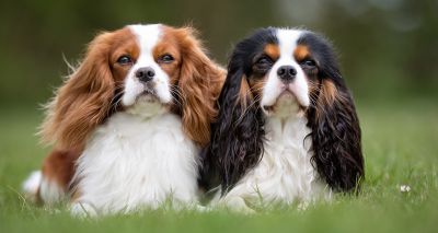 Awareness of Cavalier King Charles Spaniel heart disease drops