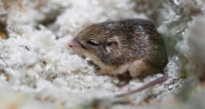 'Pat' named Oldest Living Mouse