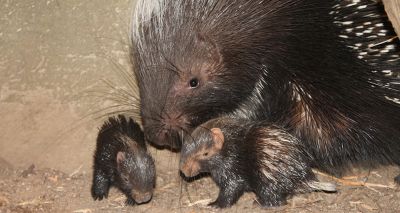 London Zoo welcomes two spiky bundles of joy