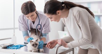 Online workshops to explore veterinary workforce issues