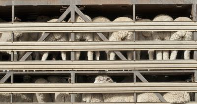 New study will assess the impact of ferrying livestock