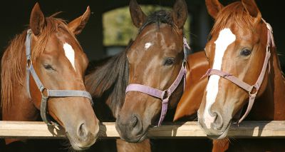 Webinar on managing horses announced