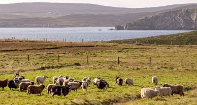 New Scottish farm payment scheme announced