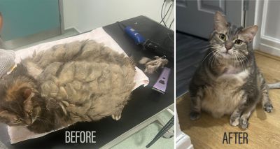 Overweight rescue cat undergoes huge transformation