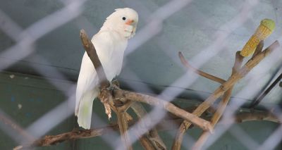 Goffin's cockatoos can use tool sets, study finds