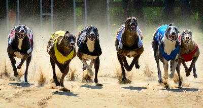 Wales considers phasing out greyhound racing