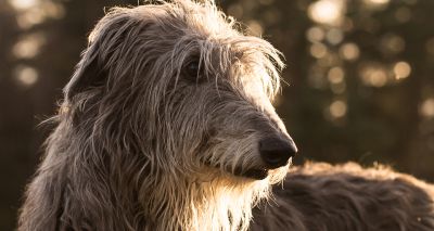 New genetic test for DEPOH in sighthounds