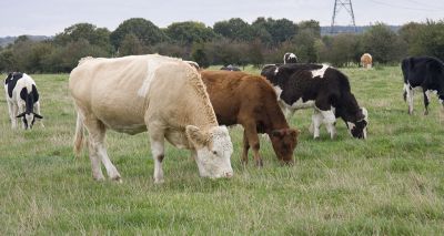 New bTB advice for Anglesey cattle farmers