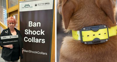 Call for ban on shock collars in Scotland