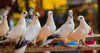 Government to consult on bird keeper registration rules