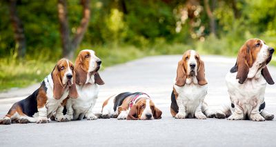 DNA testing scheme approved for basset hounds