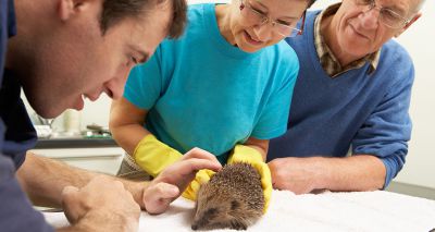 RSPCA to stop sending officers to small wildlife cases