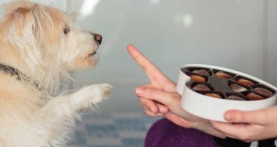 Vets warn about danger of Easter treats