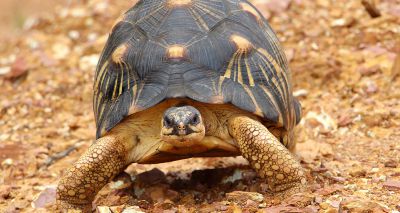 Tortoise becomes a father at 90 years old