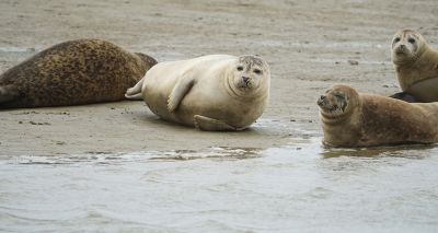 Researchers ask public to report dead seals