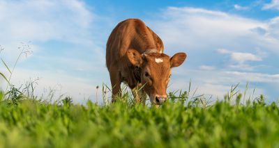 Coughing in calves should be investigated