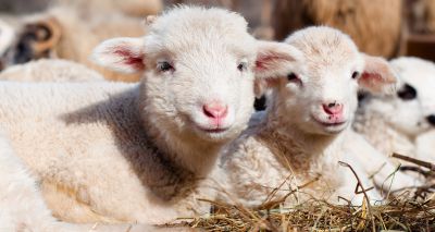 Lamb sextuplets surprise young farmer