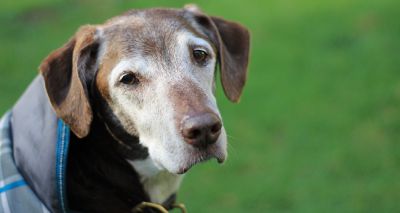 Owners of older dogs need clearer guidance, study finds