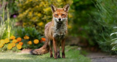 Urban mammals fight over food left in gardens