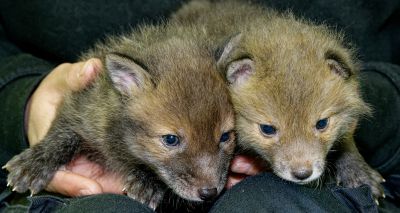 Don’t bring fox cubs into your home, urges SSPCA