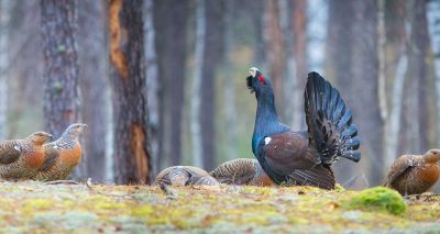 Police to patrol capercaillie sites