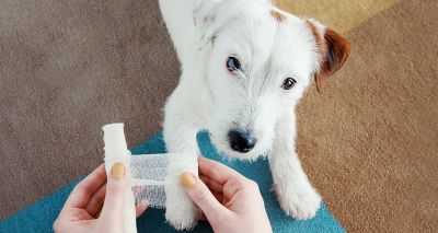 Owners lack vital pet first aid knowledge, survey finds