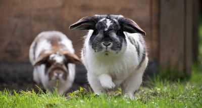 Free access to runs lowers rabbit stress, study finds