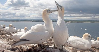 Avian flu report recommends long-term help for wild birds