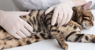 Risk factors for mammary tumours in female cats