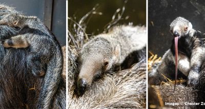 Endangered giant anteater born at Chester Zoo