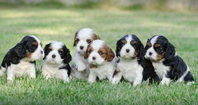 Calls for poor dog breeding practices to end